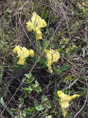 Iris pumila