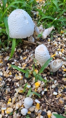 Leucocoprinus cretaceus