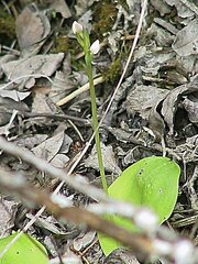 Galearis rotundifolia