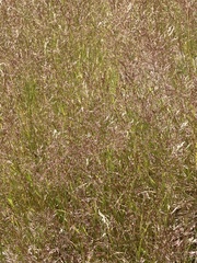 Agrostis capillaris