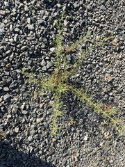 Dittrichia graveolens