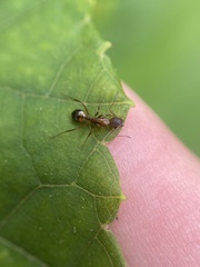 Camponotus subbarbatus