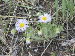 Erigeron pumilus