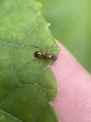 Camponotus subbarbatus