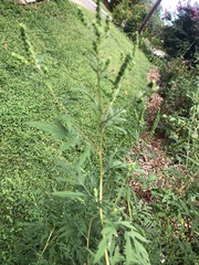 Ambrosia artemisiifolia