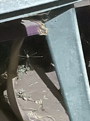 Pholcus phalangioides