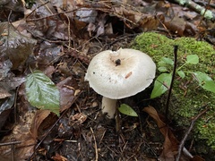 Agaricaceae