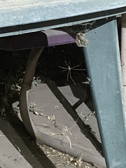 Pholcus phalangioides