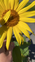 Agapostemon virescens
