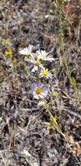 Erigeron divergens