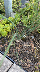 Allium vineale