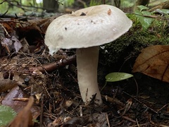 Agaricaceae