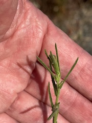Dittrichia graveolens