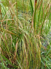 Scirpus cyperinus