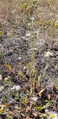 Erigeron divergens