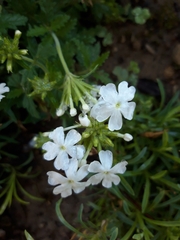 Verbenaceae
