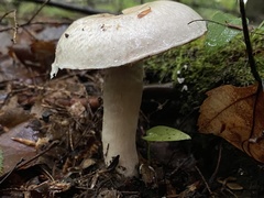 Agaricaceae