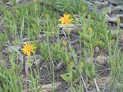 Arnica fulgens