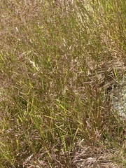 Agrostis capillaris