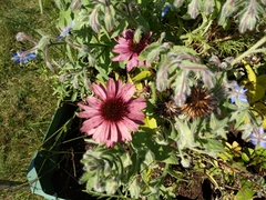 Echinacea
