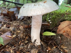 Agaricaceae