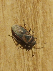 Arocatus melanocephalus