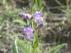 Penstemon eriantherus