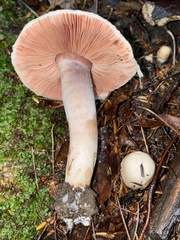 Agaricaceae