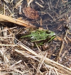 Pelophylax lessonae