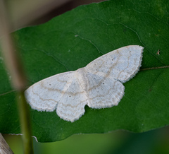 Scopula inductata