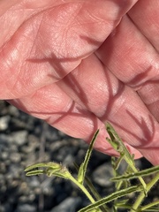 Dittrichia graveolens