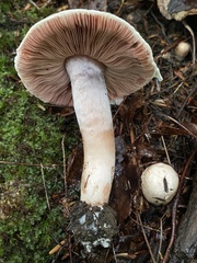 Agaricaceae