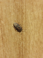 Arocatus melanocephalus