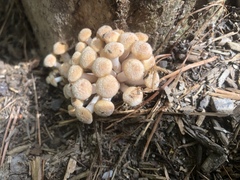 Desarmillaria tabescens