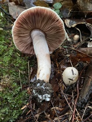 Agaricaceae
