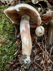 Agaricaceae
