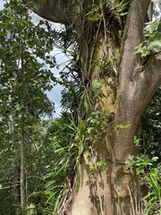Freycinetia arborea