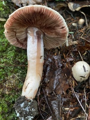 Agaricaceae