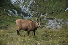 Rupicapra rupicapra carpatica
