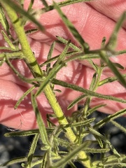 Dittrichia graveolens