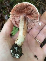 Agaricaceae