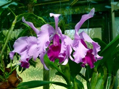 Cattleya trianae