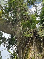 Freycinetia arborea