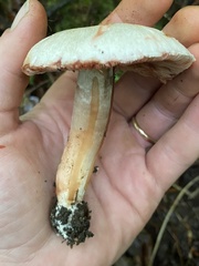 Agaricaceae