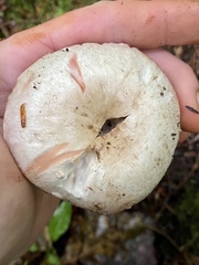 Agaricaceae