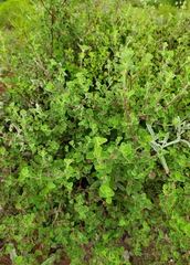 Brickellia veronicifolia