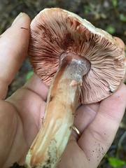 Agaricaceae