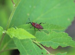 Rhodobaenus sanguineus