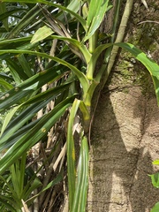 Freycinetia arborea