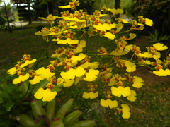 Oncidium